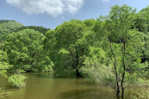 奈良県宇陀市の室生ダムの水没林を撮影しに行ってきた！！