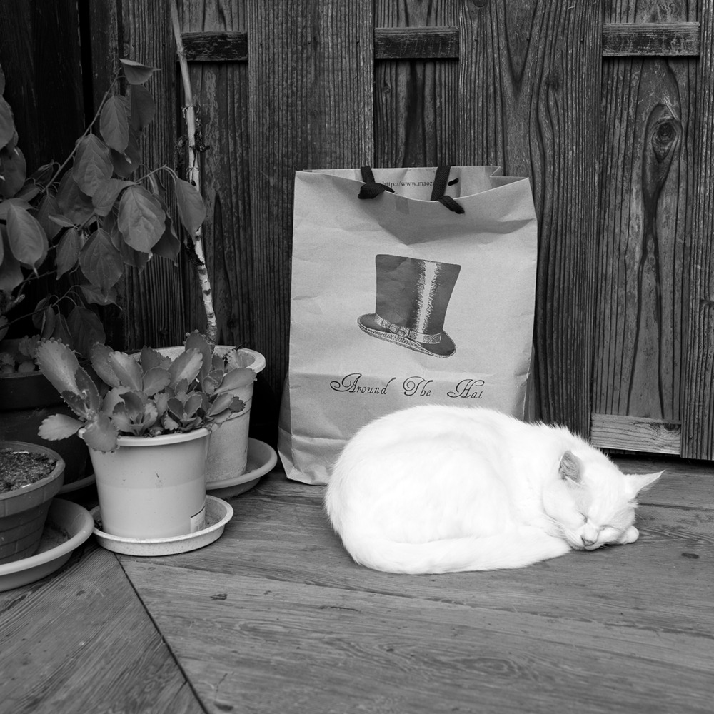 梅宮大社にいた白猫