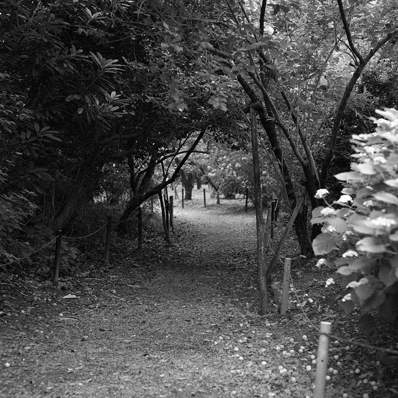 梅宮大社の庭園内