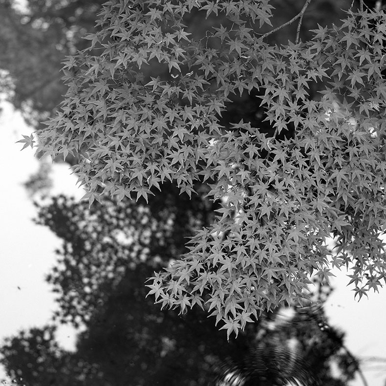 梅宮大社の紅葉