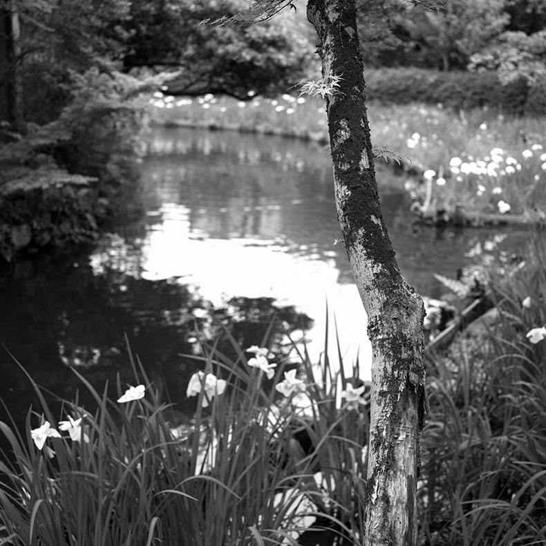 梅宮大社の池の風景