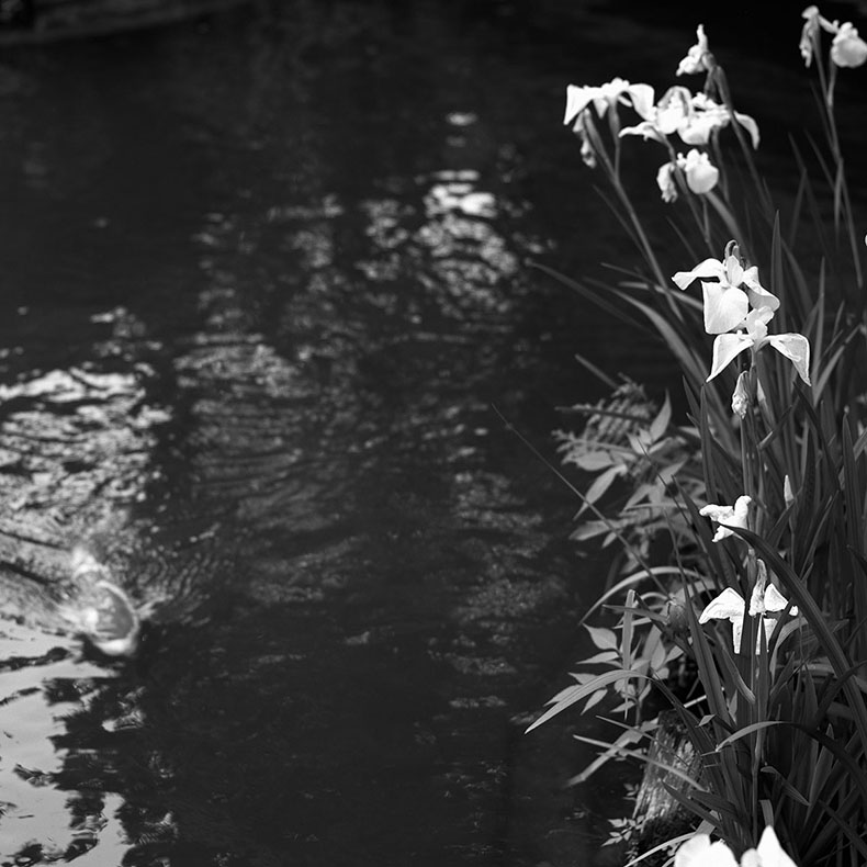 梅宮大社の菖蒲と鯉