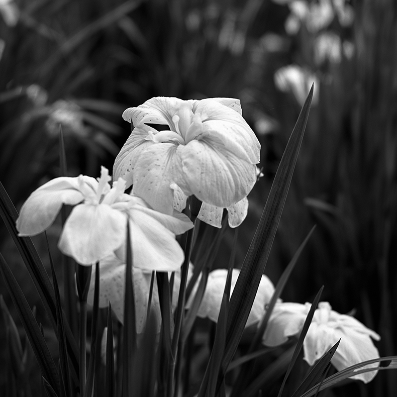 梅宮大社の菖蒲