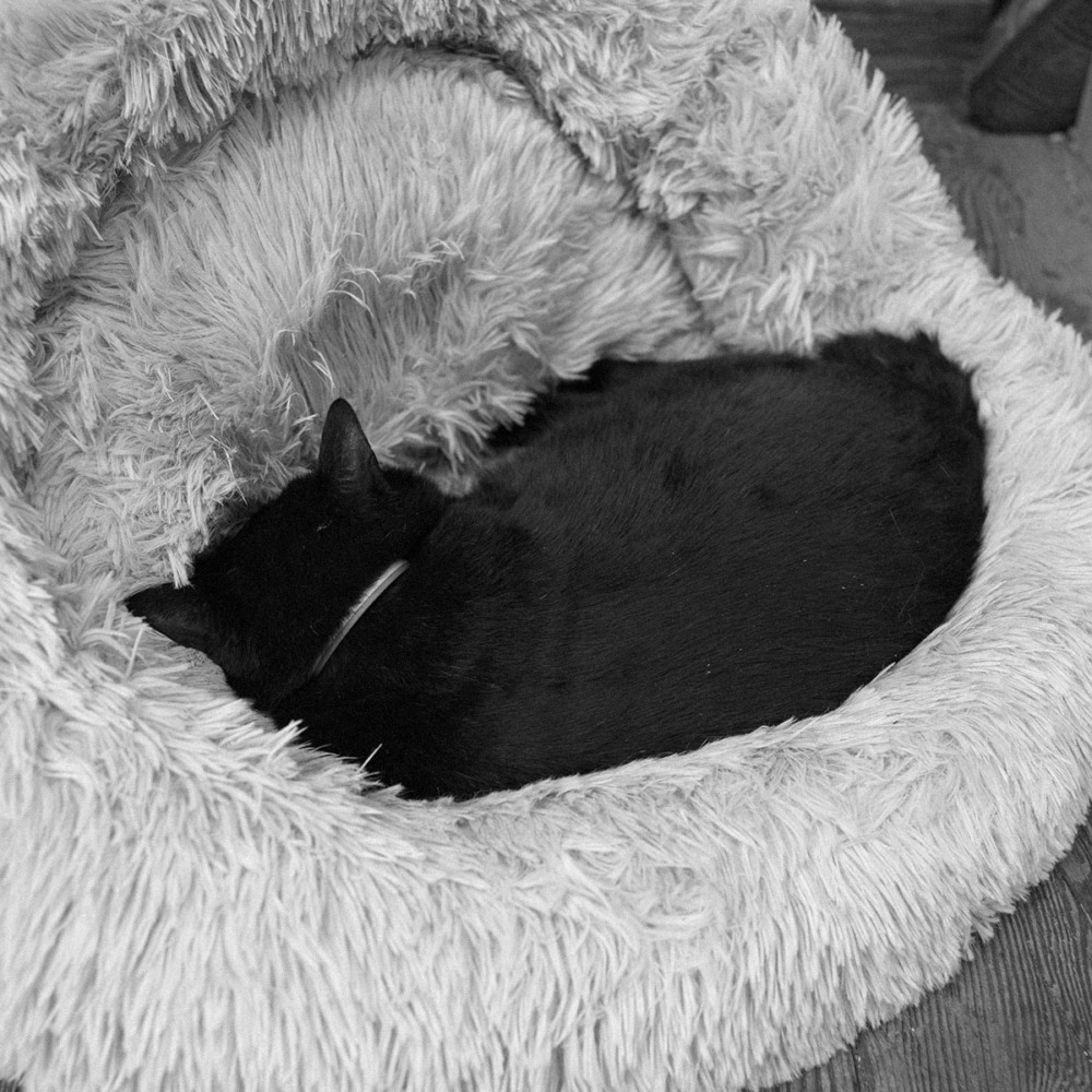 梅宮大社にいた黒猫