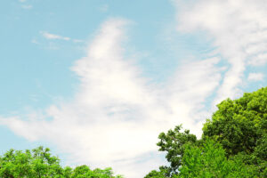 ハッセルにプラナーCF80mmを付けて目的なく散歩撮影の午後