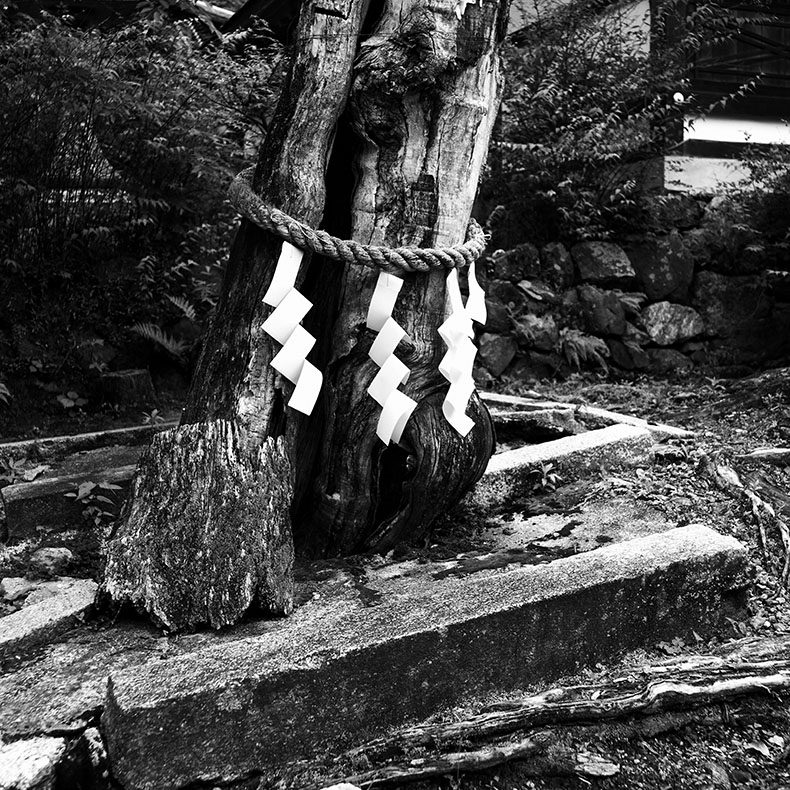 松尾大社の樹木