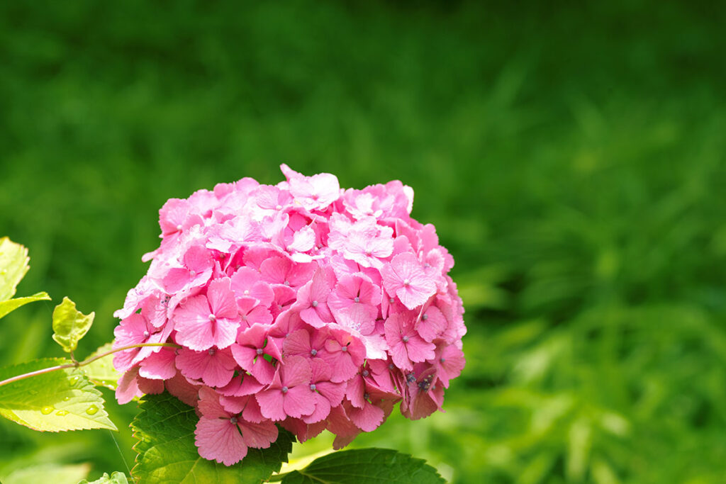 梅雨の日は近所で近接撮影で遊ぶ/マクロプラナーCF120mm F4