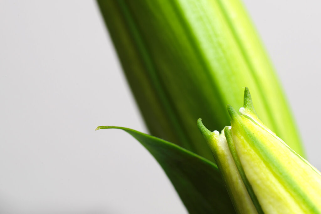 自宅で接写撮影をして楽しむ雨の休日/マクロプラナーCF120mm F4 + 接写リング