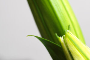 自宅で接写撮影をして楽しむ雨の休日/マクロプラナーCF120mm F4 + 接写リング