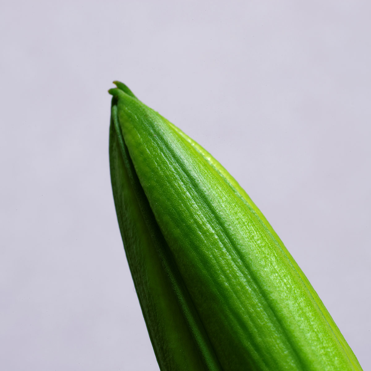 ユリの蕾の先端