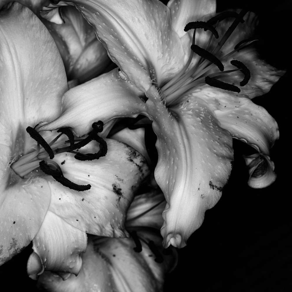 マクロプラナー120mmで撮影5