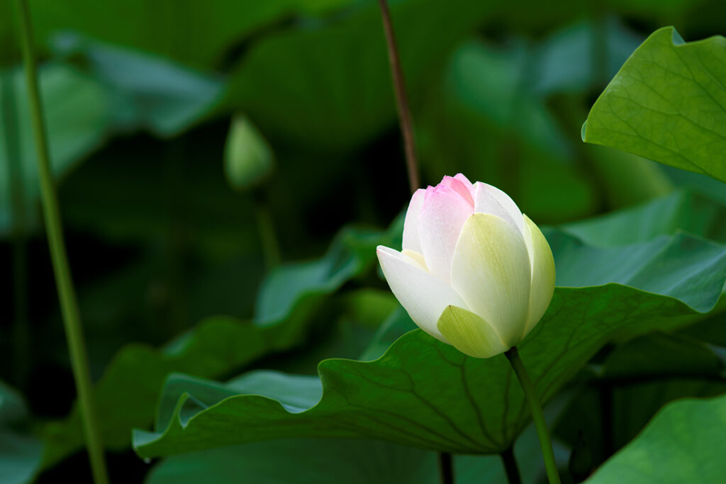 6月は蓮の花の見頃なのでゾナーCF250mmで撮影に行ってきた