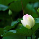 6月は蓮の花の見頃なのでゾナーCF250mmで撮影に行ってきた