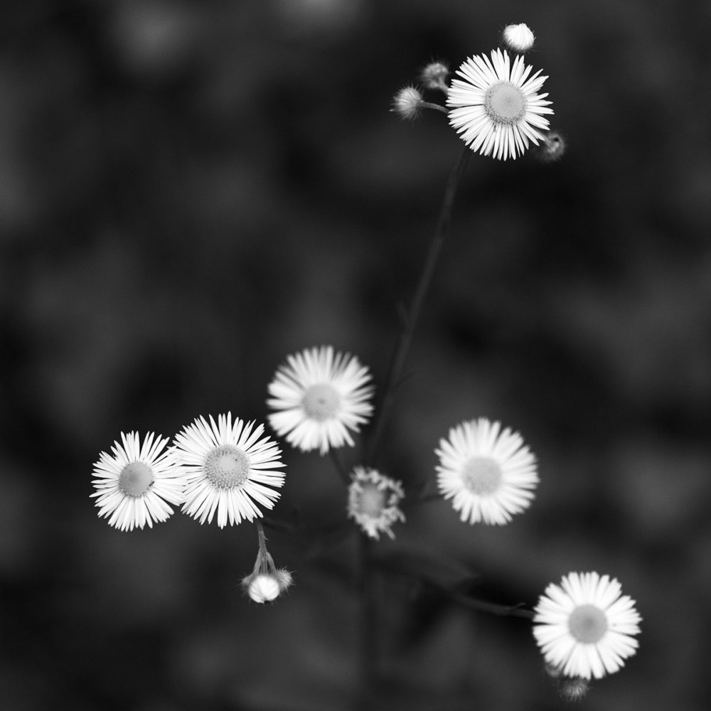 マクロプラナー120mmで撮影1