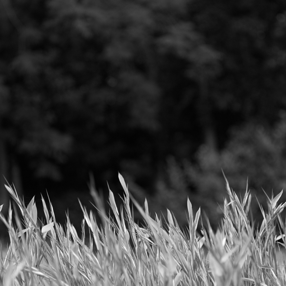 マクロプラナー120mmで撮影2