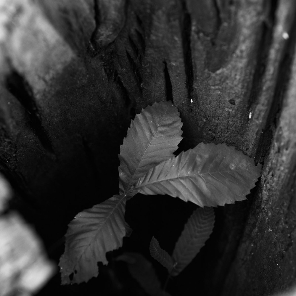 マクロプラナー120mmで撮影3