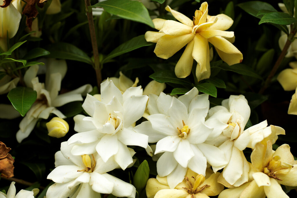 まだまだ続く梅雨にマクロプラナーCF120mmを持って近場撮影