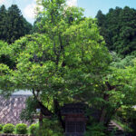 奈良県宇陀市の龍穴神社に行ってきた!!アクセスに落ち有り