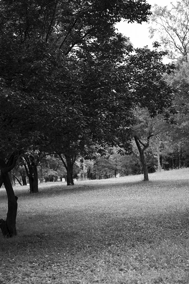 公園内の林