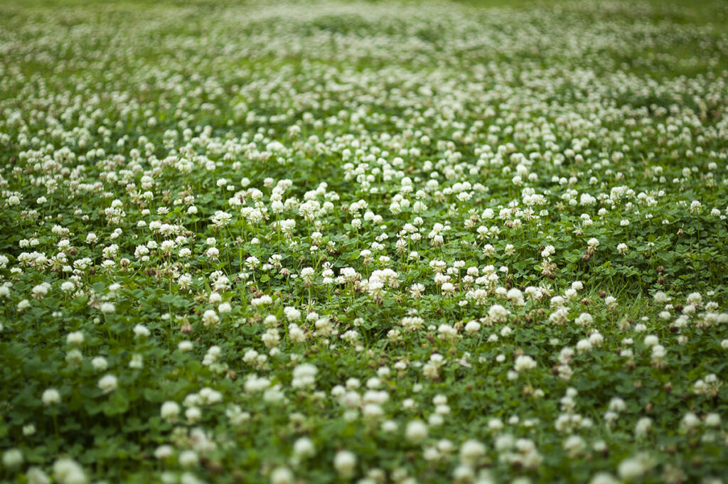 鶴見緑地公園をウォーキングしながら写真を撮り歩いてきた