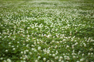 鶴見緑地公園をウォーキングしながら写真を撮り歩いてきた
