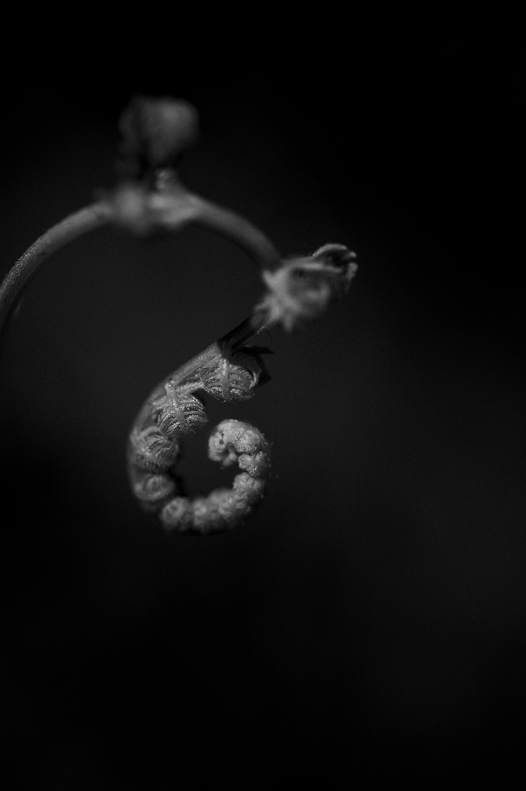 伸びている途中のツル