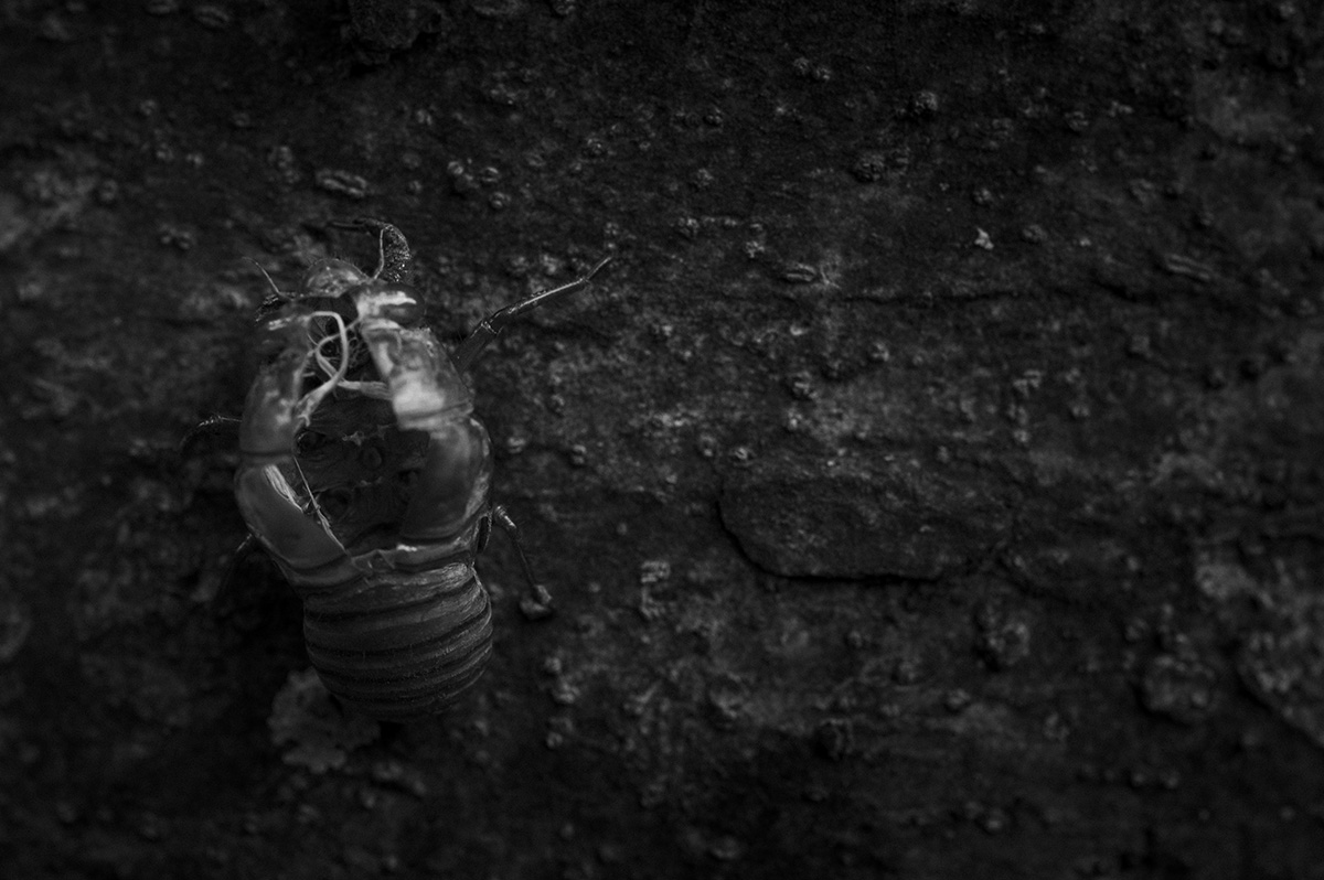 蝉の羽化した後