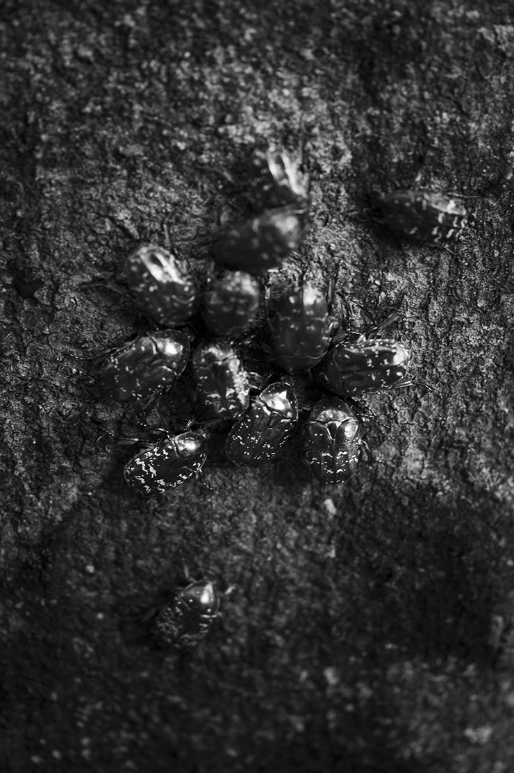 蜜の状態のカナブン