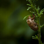 梅雨が明けたので蝉撮りに行ってきた(虫が苦手な方は注意)