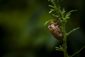 梅雨が明けたので蝉撮りに行ってきた(虫が苦手な方は注意)