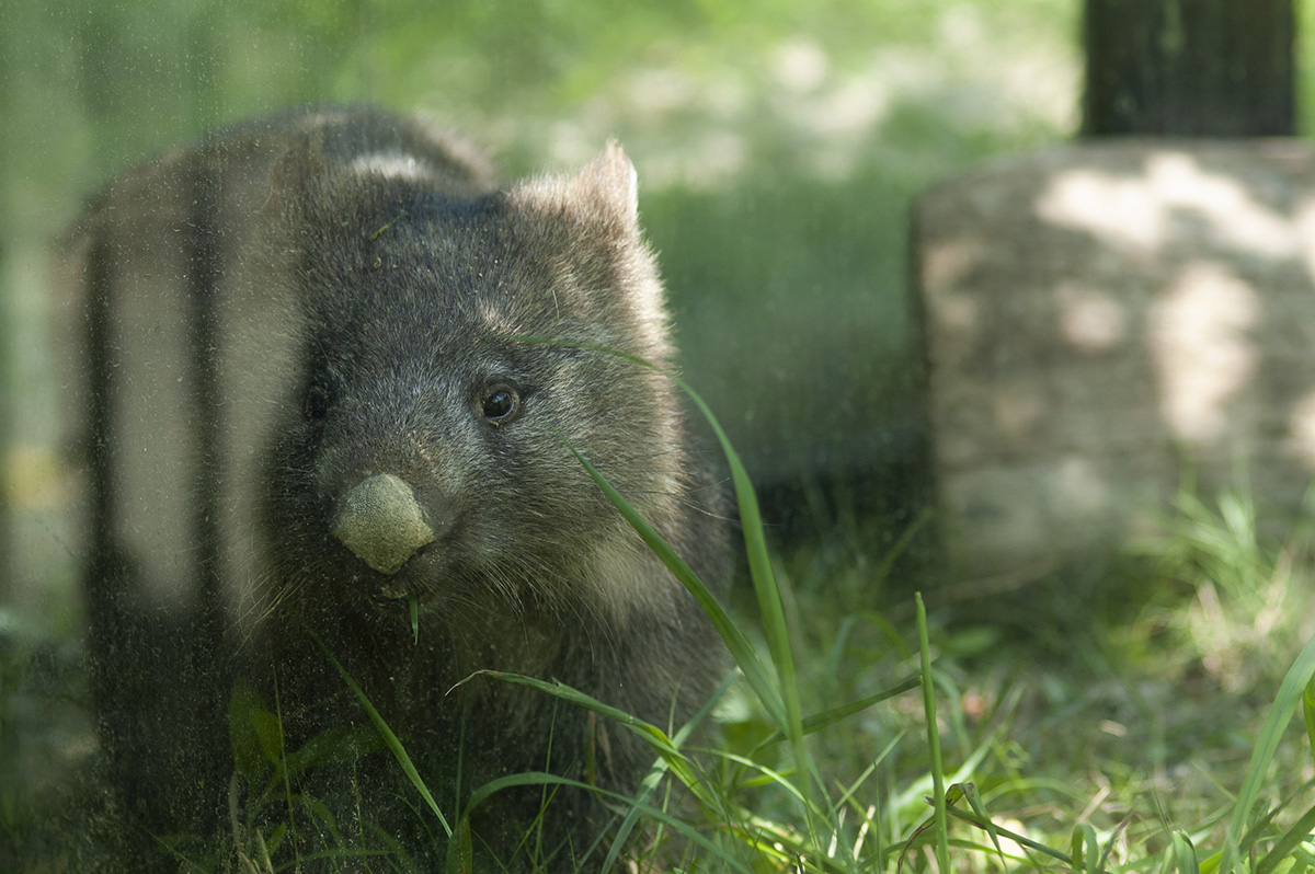 ウォンバット