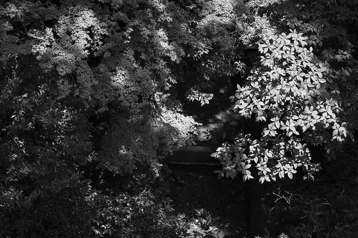 五月山公園内の川