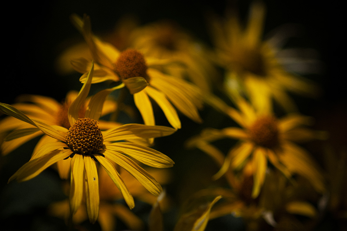 ニコンAi AF Micro Nikkor 105mm f2.8レンズを使った感想と作例