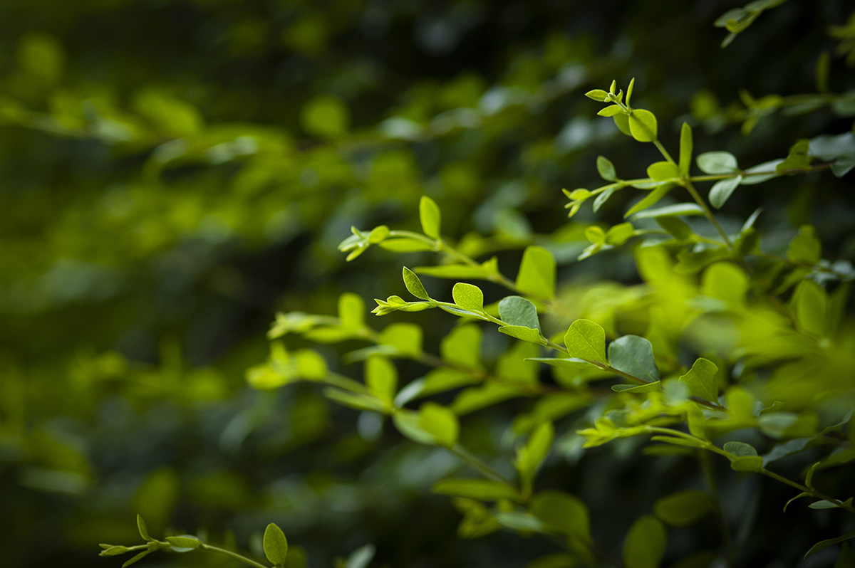 ニコンAi AF Micro Nikkor 105mm f2.8レンズを使った感想と作例