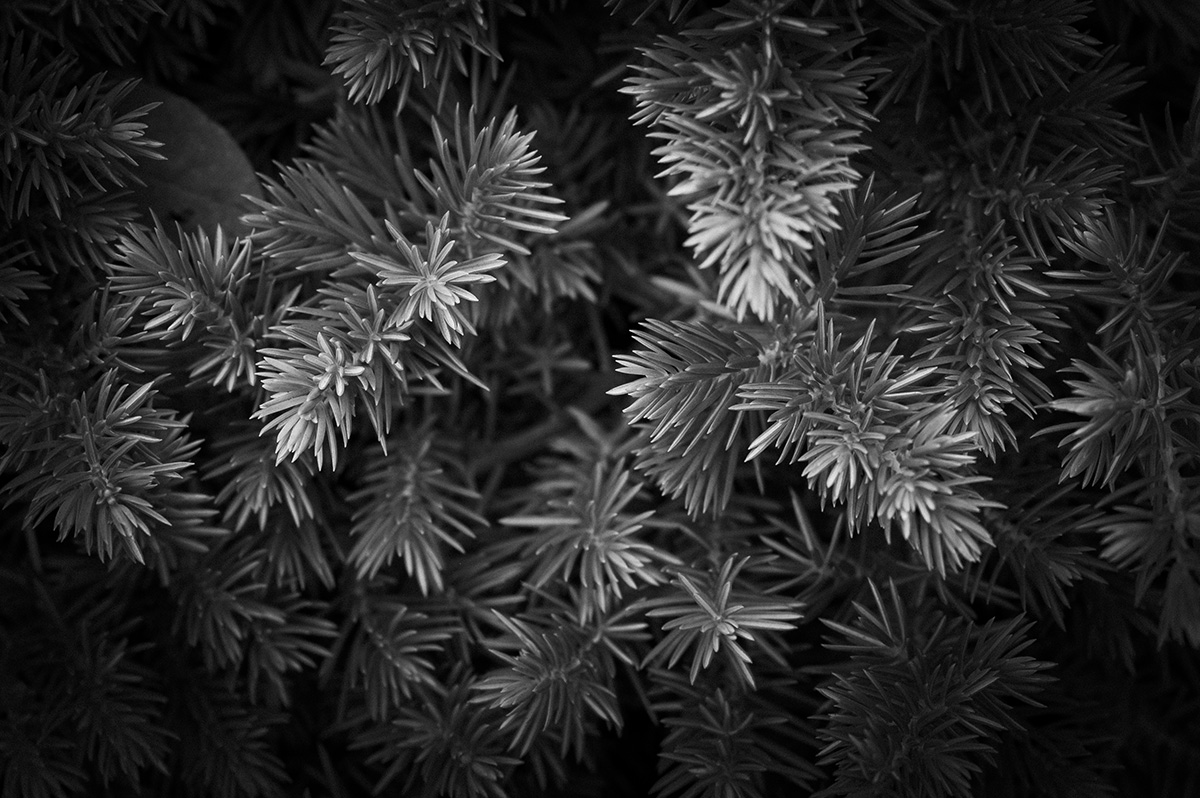 【極上品】作例有 NIKKOR AF MICRO 105mm F2.8 D Ai AF Micro Nikkor 105mm F2.8Dで撮影された写真 | 写真検索