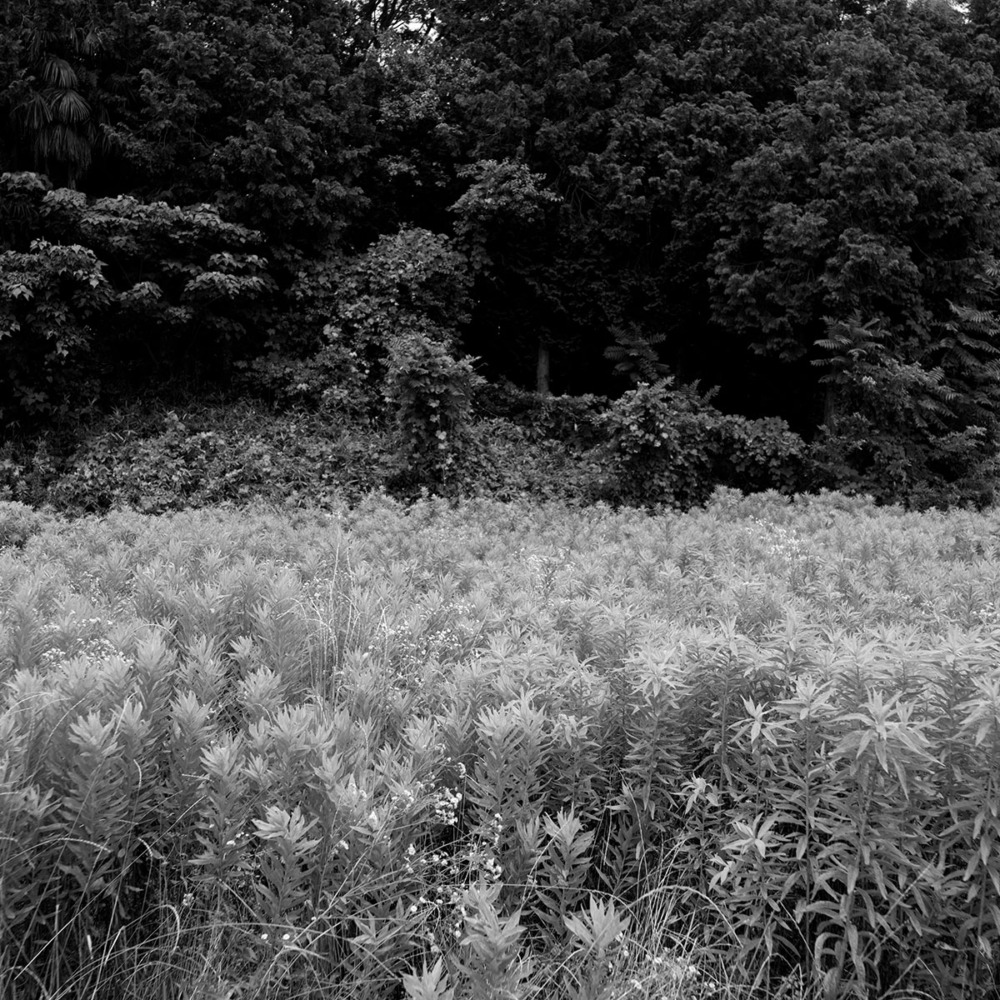 纒向矢塚古墳の草むら