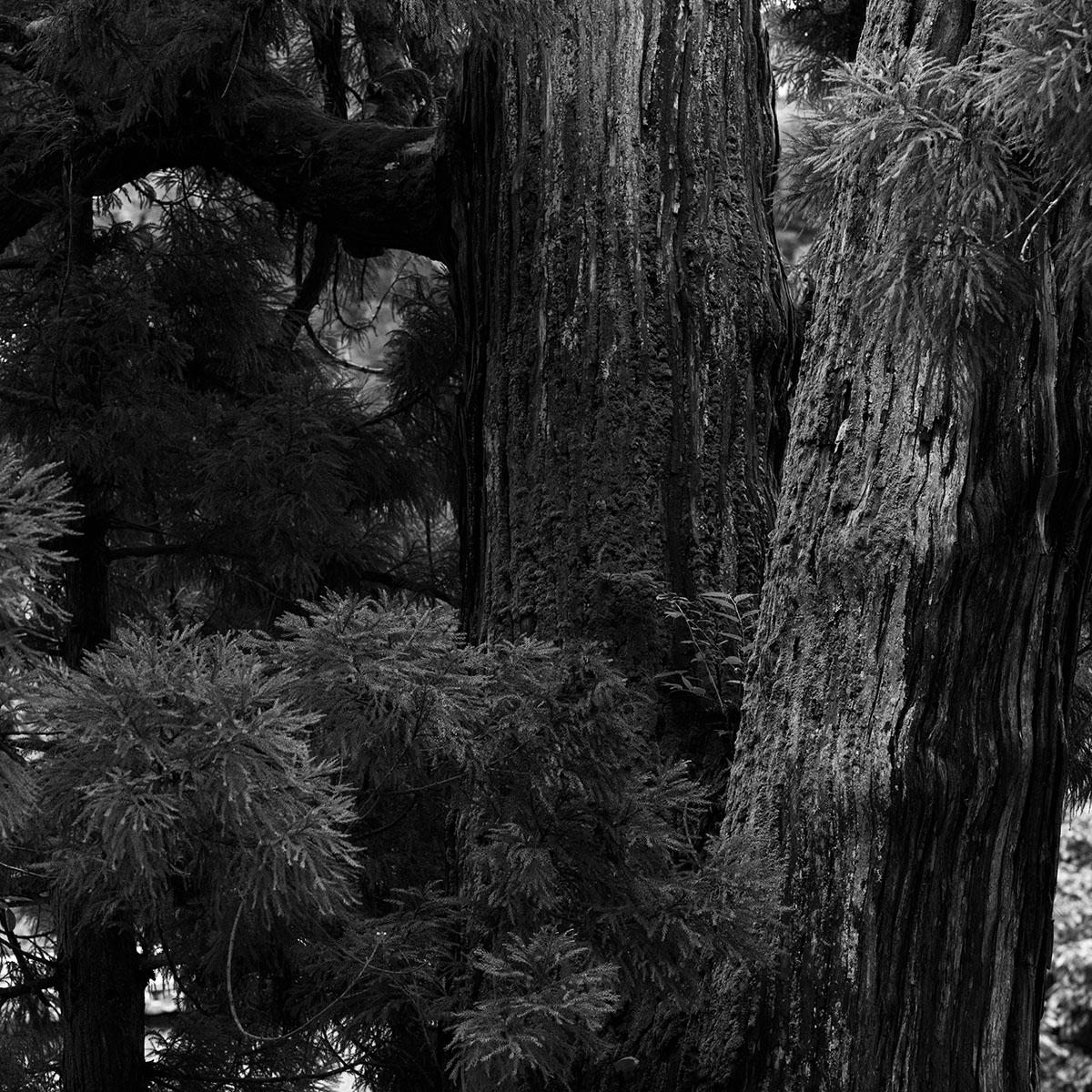 大神神社の神木