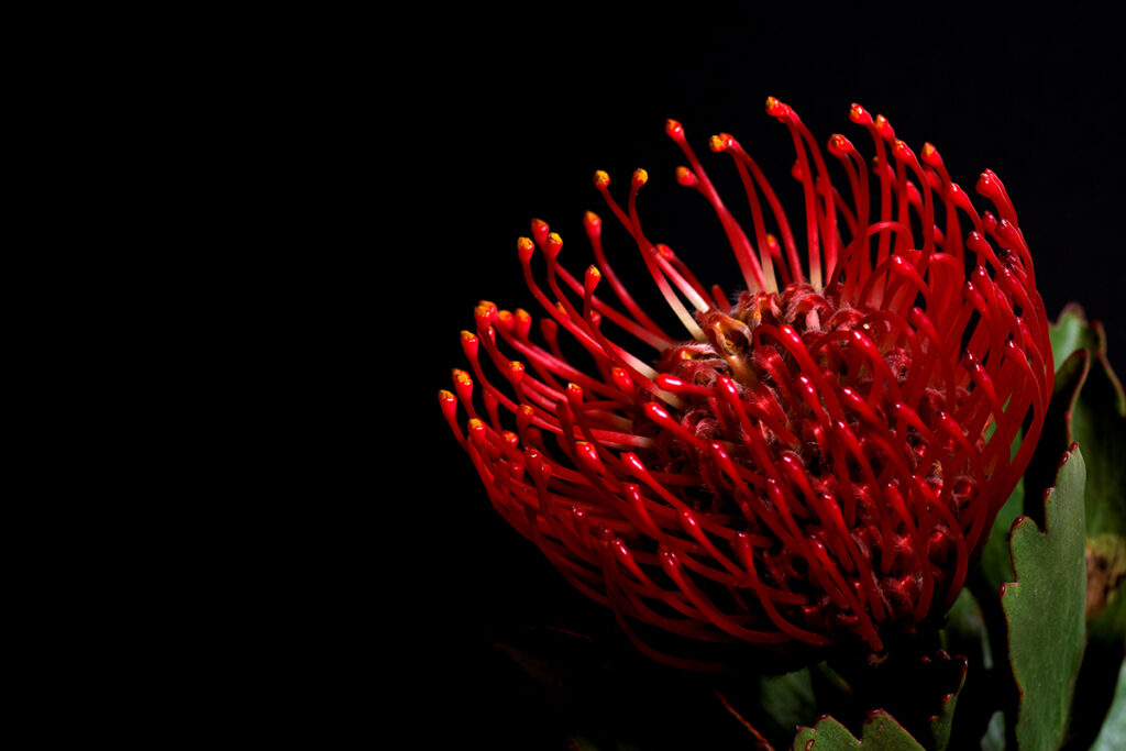 ピンクッションの切り花を買ってきて自宅で撮影してみた