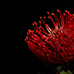 ピンクッションの切り花を買ってきて自宅で撮影してみた