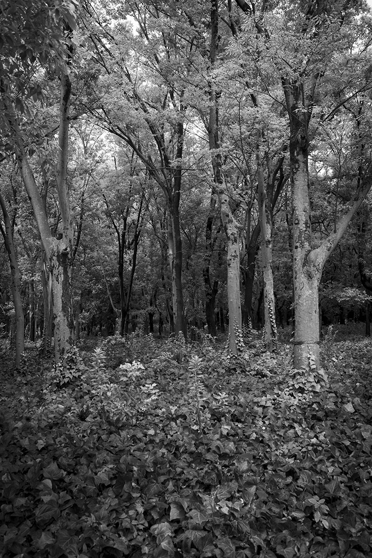 Nikon D600の作例2