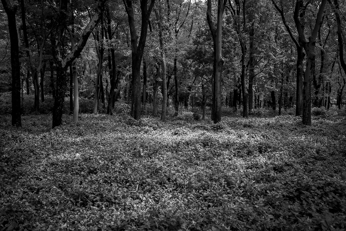 大阪城公園の森林