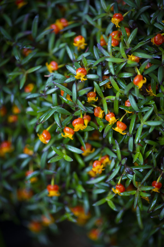 Nikon D600の作例6