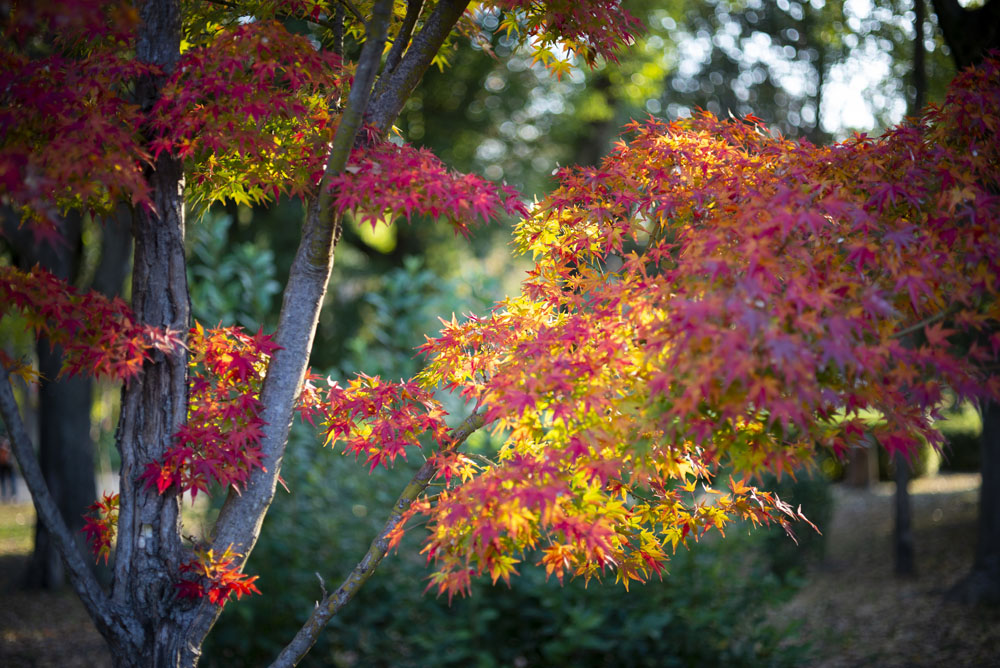 Nikon D600の作例7