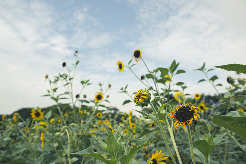 AI AF Nikkor 24mm作例5