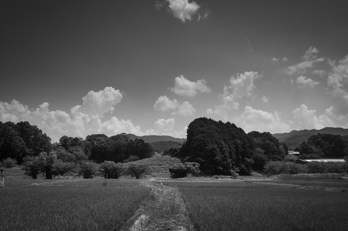 AI AF Nikkor 24mm作例1