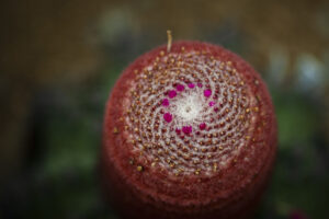 一風変わった個性的なサボテンたちを植物園で撮影してみた