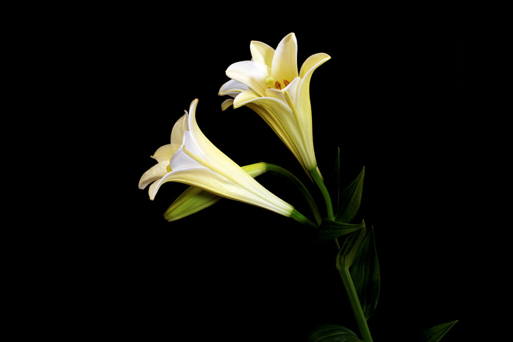 鉄砲百合（テッポウユリ）の切花を自宅で撮影してみた