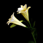 鉄砲百合(テッポウユリ)の切花を自宅で撮影してみた