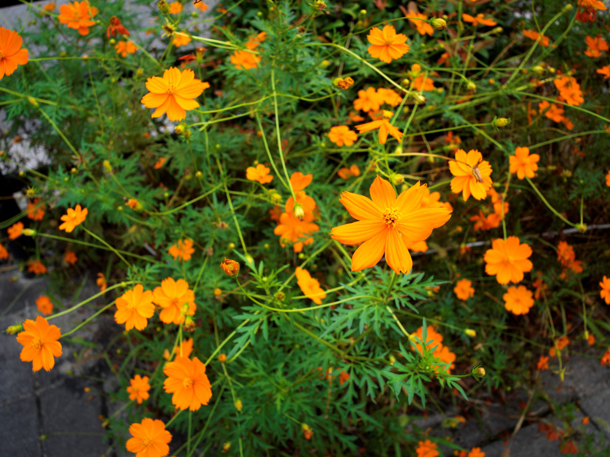 HasselBlad 907Xの作例4