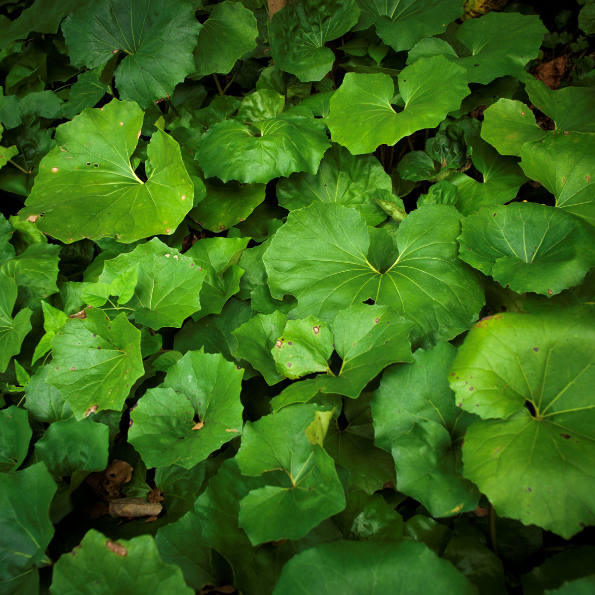 HasselBlad 907Xの作例3